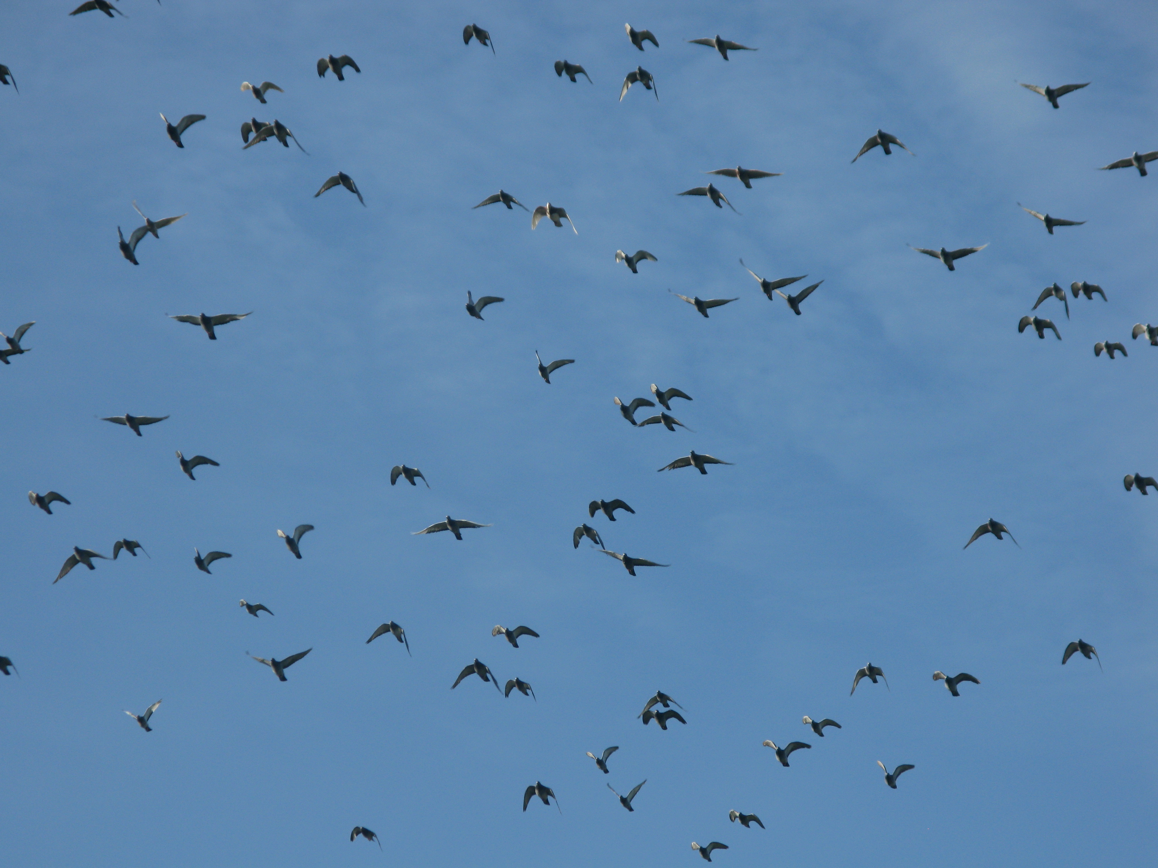 Index Of  Imagenes Palomas Volando Septiembre